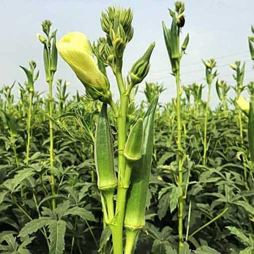 Image of Desi /Native /Non-GMO Bhindi /Okra seeds for home garden | 80 Seeds | Best in Germination | Free Growing Instruction Manual (Pack of 2)
