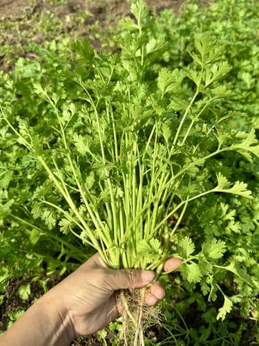 1000+ Premium Cilantro Seeds Ng R Coriander Chinese Parsley Non-GMO Heirloom 99% Germination Rate Easy to Grow Herb Seeds for Yard & Garden