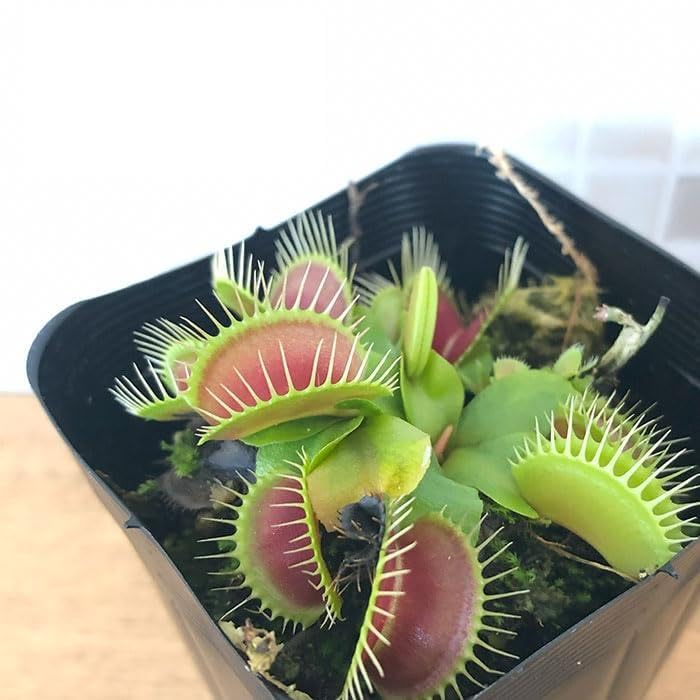 Amazon.co.jp: 食虫植物 ハエトリソウ ビッグマウス 7.5cmポット