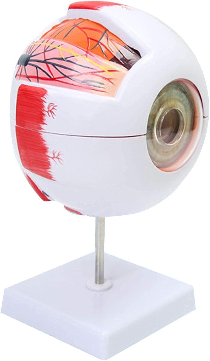 Amazon.co.jp: 眼模型6 X人眼解剖模型眼球は7部分に拡大し、水平面は