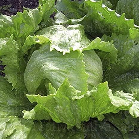 Miniatura 4 de Semillas de lechuga iceberg para plantar, más de 2500 semillas tradicionales por paquete, semillas de jardín de Isla (semillas de jardín de Isla),