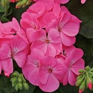 Flowering Plants - Geranium 'Rose' - 20 x Large Plant Pack - Garden Ready + Ready to Plant - Premium Quality Plants