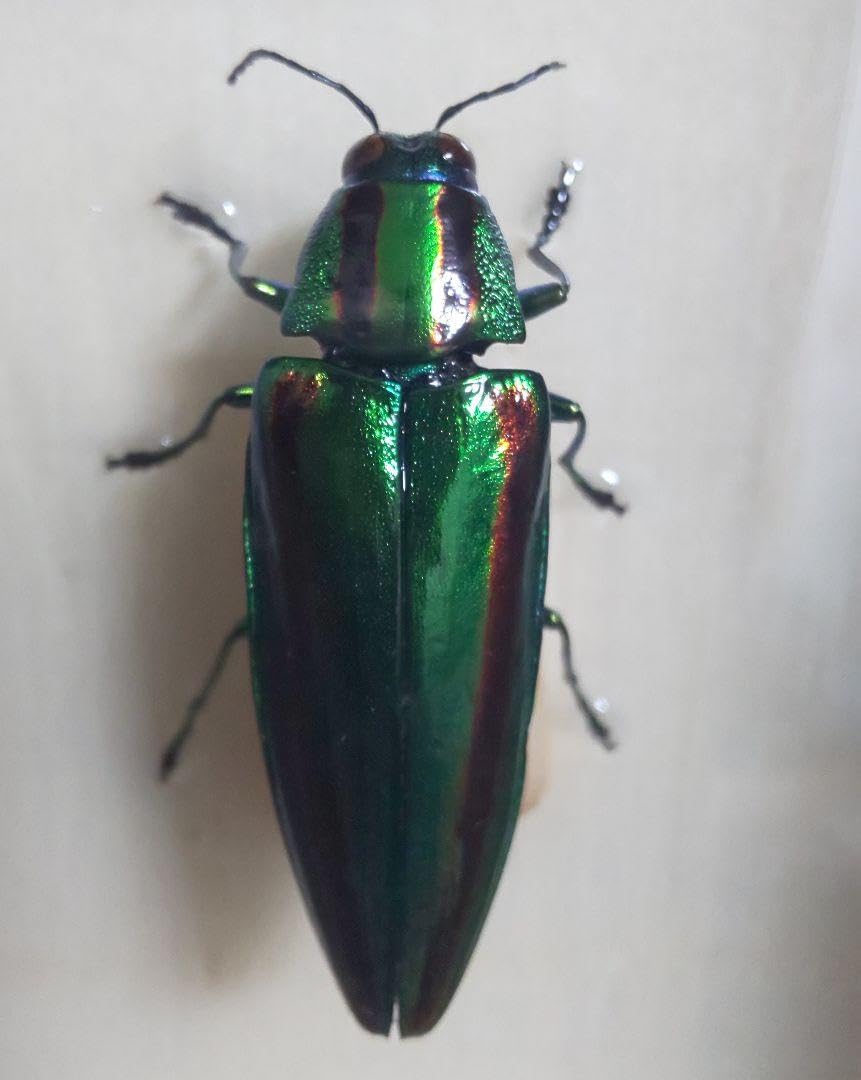 大和玉虫標本 大和玉虫標本 Amazon.co.jp: 玉虫標本 : おもちゃ