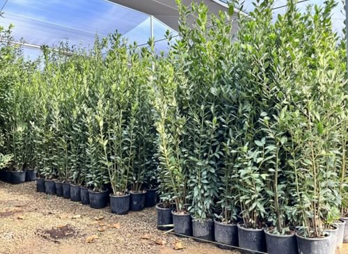 Sunny Tree - Laurus Nobilis Echter Lorbeer Strauch Immergrün 160 cm Winterhart 10-Liter-Topf Premium Kübelpflanze für Garten und Terrasse Aromatischer Gewürzlorbeer