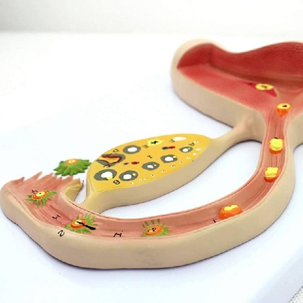 Modello educativo Modello anatomico del processo di Formazione di Uova fecondate - Kit di Formazione per la Riproduzione scientifica, Materiale di Laboratorio
