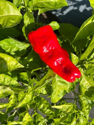 Urfa Biber Isot Turkish Turkey Chile Hot Pepper Premium Seeds for Planting Packet