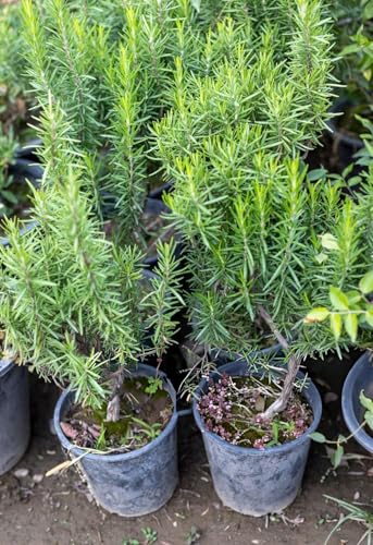 Image of Live Rosemary Plant Herbs and Medicine Plant for Home and Garden Organic Plant for Foods & Hair Herb Plant with 3 Inch Pot (ROSEMARY PLANT)