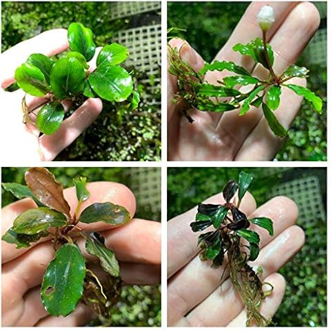 Bucephalandra Various Rhizomes Buce Live Aquarium Plant Freshwater - Buy 2 Get 1 Cover