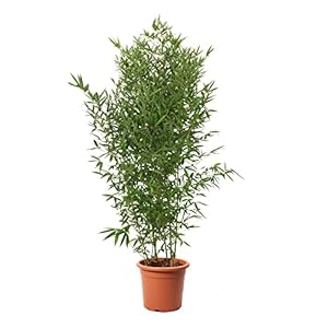 KENTIS – Bamboe Plant – Bambusa Aurea – Echte Bamboo Planten – Buitenplant – Tuin Planten – Haag Plant – Hoogte 145-170 cm Pot Ø 24 cm