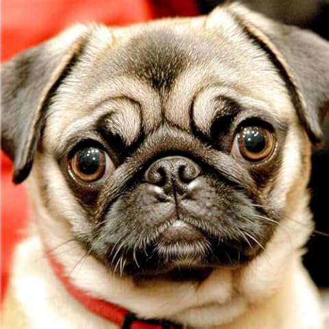 pigpigboss Pug Full Diamond Painting Kits 5D Full Diamond Painting by Numbers - Pug Diamond Dots Kit Dog Diamond Painting Arts Crafts Kit for Adult Dog Lovers (11.8 x 11.8 inches) Cover