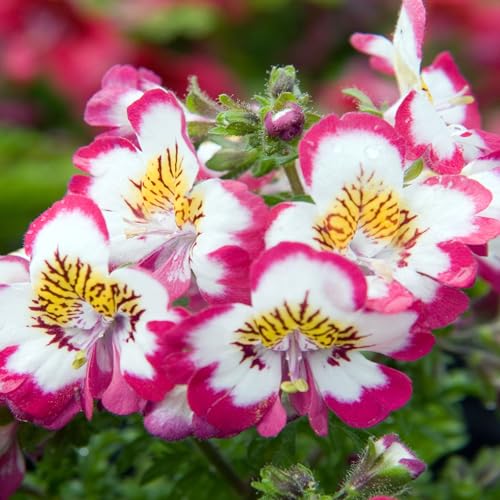 250 Semillas de Flor de Mariposa (Schizanthus wisetonensis) orquídea de los pobres   sin tratar