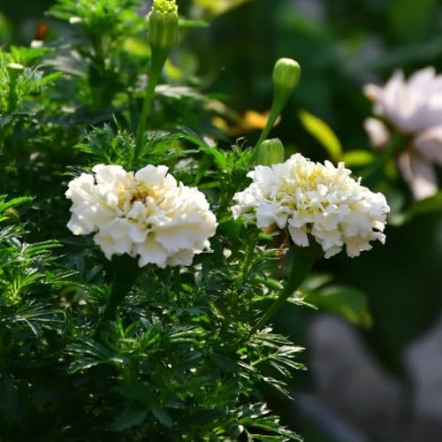 semi di calendula resistenti, selvatici, balcone primavera per esterni 800pcs