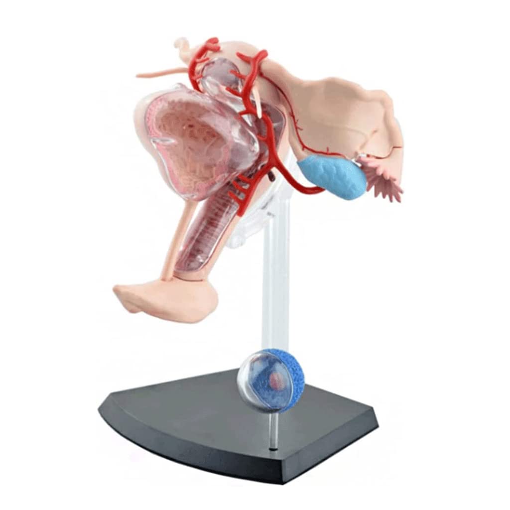 GTHTUHFD Skeleton Model Hand-Painted Human Organ Model Female Reproductive System Model Human Body Model Pvc Material Model For Educational