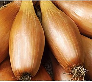 SeedsUP - 500+ Onion Toska - Vegetable Yellow
