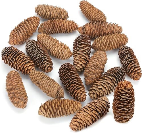 Image of 3.5-5Inch Natural Pine Cones, Big Pinecones, Christmas Natural Pinecone Ornaments Big Spruce Pine Cones for Autumn and Winter Decor Christmas Decorations 10pcs