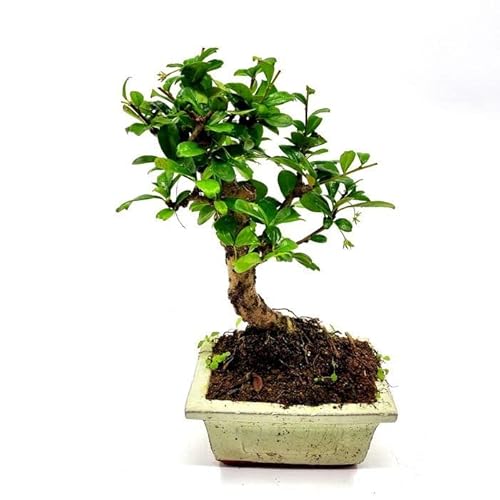 Bonsái Carmona Microphylla Natural Conocido como Árbol de Té de Fukien