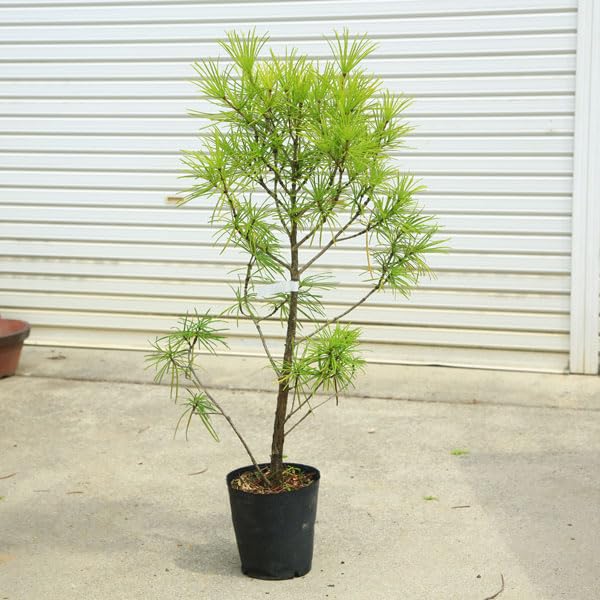 Amazon.co.jp: 庭木：コウヤマキ（こうやまき）高野槇* 樹高：約90cm