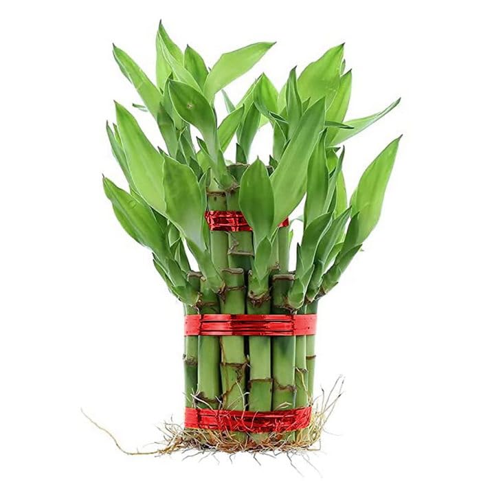 OhhSome Two Layer Lucky Bamboo Plants For Home Decoration - Indoor Vastu Plant With Pot (Pot Not Included) 2(1 Plant) (B0C7VXB5R9) Amazon Price History, Amazon Price Tracker