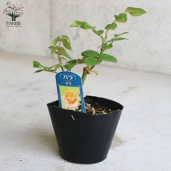 Amazon.co.jp: 薔薇の苗