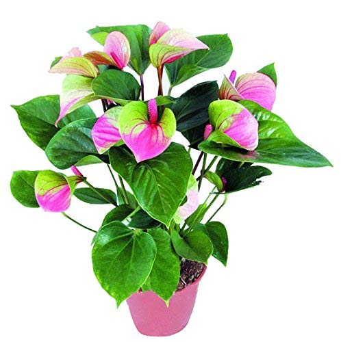 Pink & Green Anthurium Andraeanu Seeds - 25 Seeds Trial Pack (B09TYSM6MR) Amazon Price History, Amazon Price Tracker