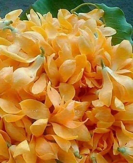 Image of All-Time Blooming Golden Swarna Champa (Grafted) - Hybrid Live Flower Plant | Michelia Champaca (Hirwa Chafa /Sonchapa /Sarna Chapa /Champak) | Pack of 1 Healthy Plant for Home & Garden