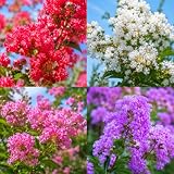 2 Mixed Color Crape Myrtle Trees/Shrubs - 10-18' Tall Live Plants