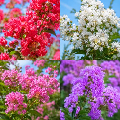 2 Mixed Color Crape Myrtle Trees/Shrubs - 10-18 Tall Live Plants