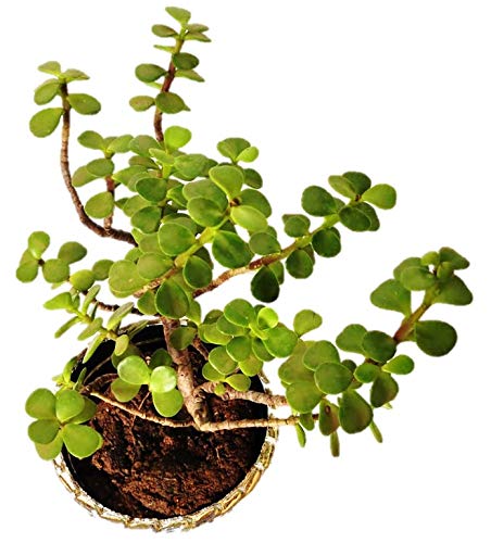 Jade Frendship Plants Jade Good Luck Plants Jade Lucky Plants Jade Money Plant Tree with Pearl Squire Pot