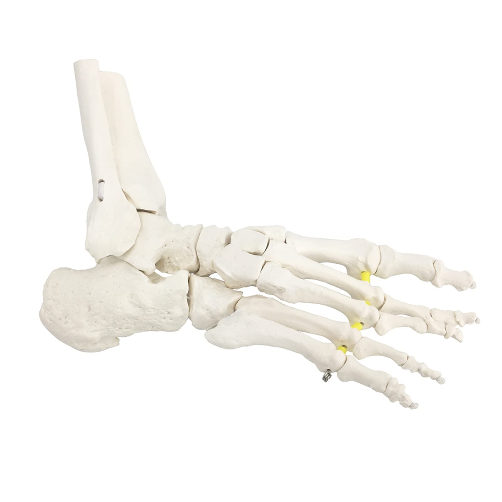 Modelo de Hueso de pie Flexible, anatomía Esqueleto Humano Herramienta de enseñanza médica Equipo Educativo Modelo de Tobillo Modelo de Vida