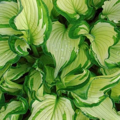 6 x Hosta 'Fortunei Albopicta' - Godet 9x9cm - Feuillage vert panaché, floraison estivale, massifs ombragés