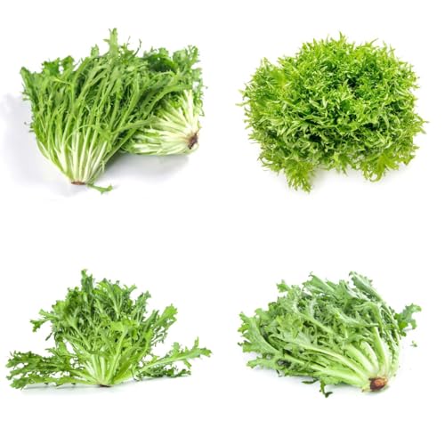 semi di indivia resistenti per giardini rocciosi semi di per da appartamento balcone Aiule rialzate il giardino Coltivazione rampicanti da giardino 200semi