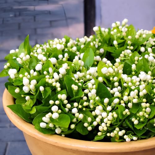 Image of REMASLARIC-Beautiful All Season Mogra Jasmine /Beli Flower Plant Tree || For Home garden Outdoor & Indoor.