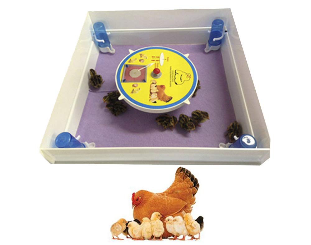 Artificial Mother For One Day Chicken (After Chick Come From Egg Incubator, Chicken Incubator) With Drinker & Heater