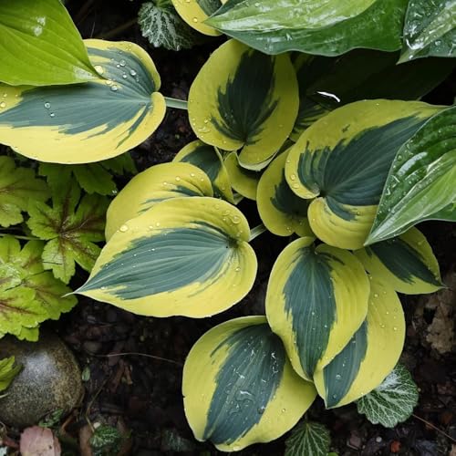 Semi di Hosta - vecchie varietà Hosta plantaginea - semi di rare per esterno resistenti all'inverno da balcone semi di acquistare 300pcs