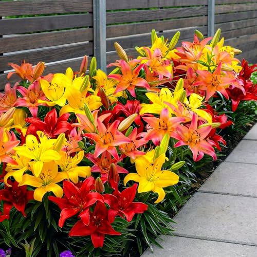 Kolekcja cebuli Border Orange Lily, opakowanie 10 sztuk, różne kolory