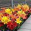border orange lily mix