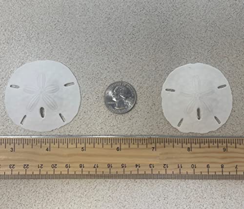 Tumbler Home White Sand Dollars 2" to 2.25" Set of 48 - Wedding Seashell Craft Sand Dollars- Hand Picked and Professionally Packed - Thumbnail 2
