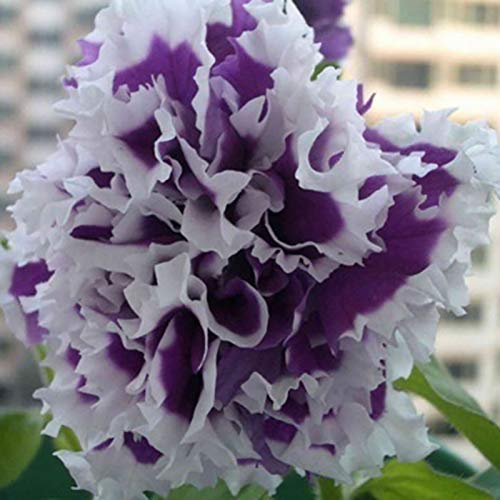 Semillas de Petunia Hybrida para plantar, escalar semillas de flores multicolor con tolerancia a la sequía para jardín, semillas de hibrida de petunia blanca y morada Cover