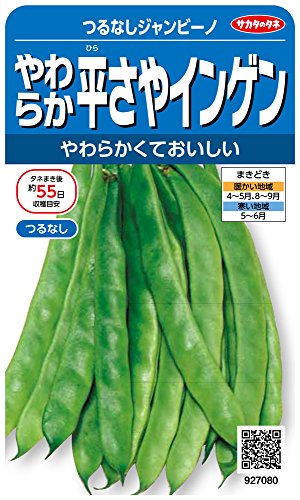 サカタのタネ 実咲野菜7080 やわらか平さやインゲン つるなしジャンビーノ 00927080のサムネイル