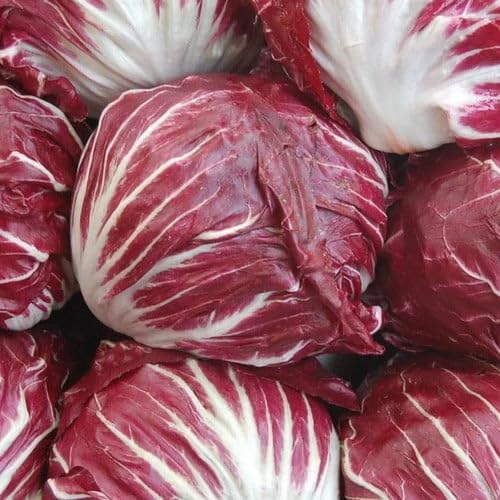 Plant World Seeds - Chicory Rossa Di Verona Seeds (Vegetable Seeds)