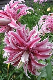 SVG® Double Oriental Lily Flower Bulbs for Home and Gardening, pack of 5 Bulbs (PINK)