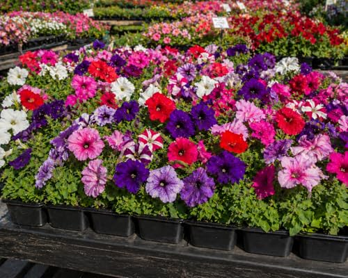 Petunia Bedding Plants Mixed Colours Garden Ready Outdoor Beautiful Vibrant Flowers (Pack of 12 Plants)