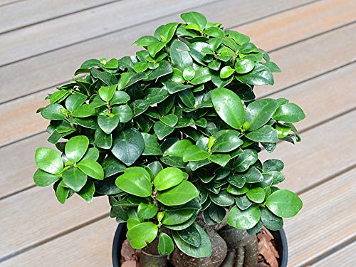 ガジュマル　多幸の木 Amazon｜フラワーコーポレーション ガジュマル 多幸の木 観葉植物