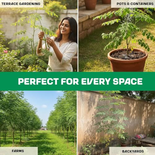 Image of Moringa Seeds 10 Seeds + Free 20 Marigold Seeds | Drumstick (Sahjan) Tree Seeds | Fast Growing Medicinal Herb Rich in Nutrients | Home Garden, Kitchen Garden & Outdoor Planting