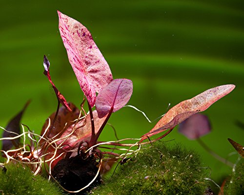 Roter Tigerlotus, Nymphaea lotus rubra - ROTE Aquarium Pflanze/Wasserpflanze fürs Garnelenaquarium, Art:Knolle