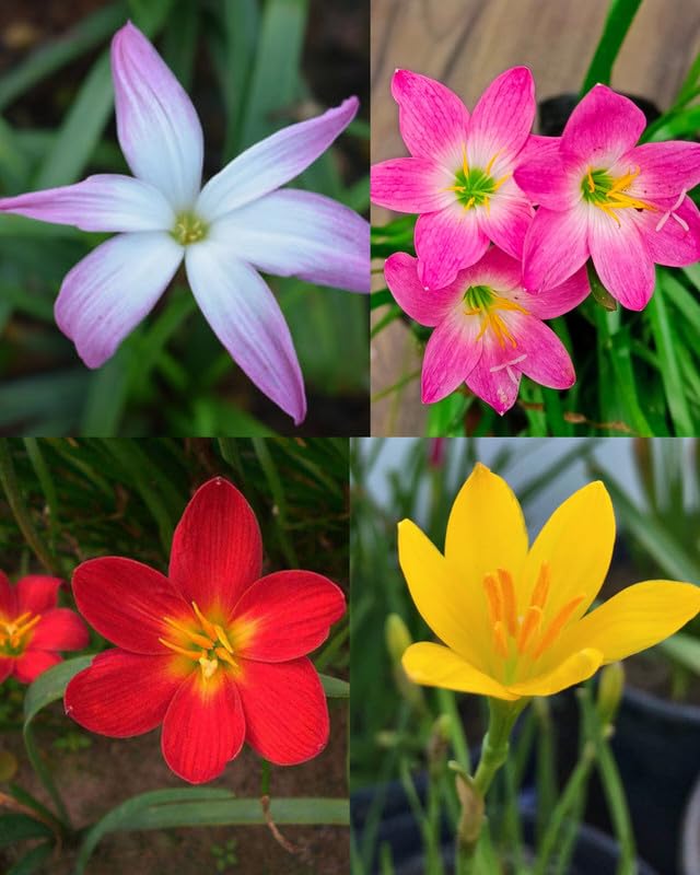 Rain lily plant,Zephyranthes - All Season multicolour Flower Bulbs (Pack of 6)-image-43