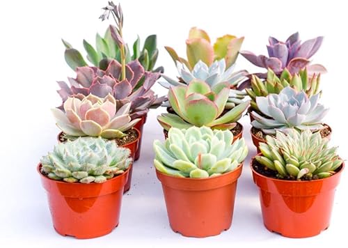 Miniatura 2 de Suculentas grandes y coloridas para exteriores, surtidas de 4 pulgadas, plantas suculentas al aire libre, grandes suculentas vivas totalmente