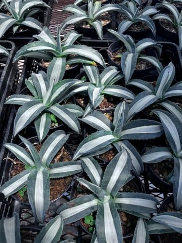 �A�K�x �A�����J�[�i �،� 3.5���|�b�g ���f�B�I�s�N�^ �A���o 1��