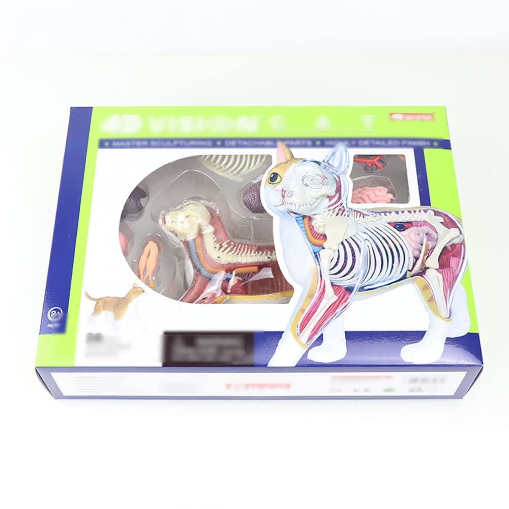 Amazon.co.jp: 4 D解剖モデル動物器官猫解剖動物筋肉モデル、器官28