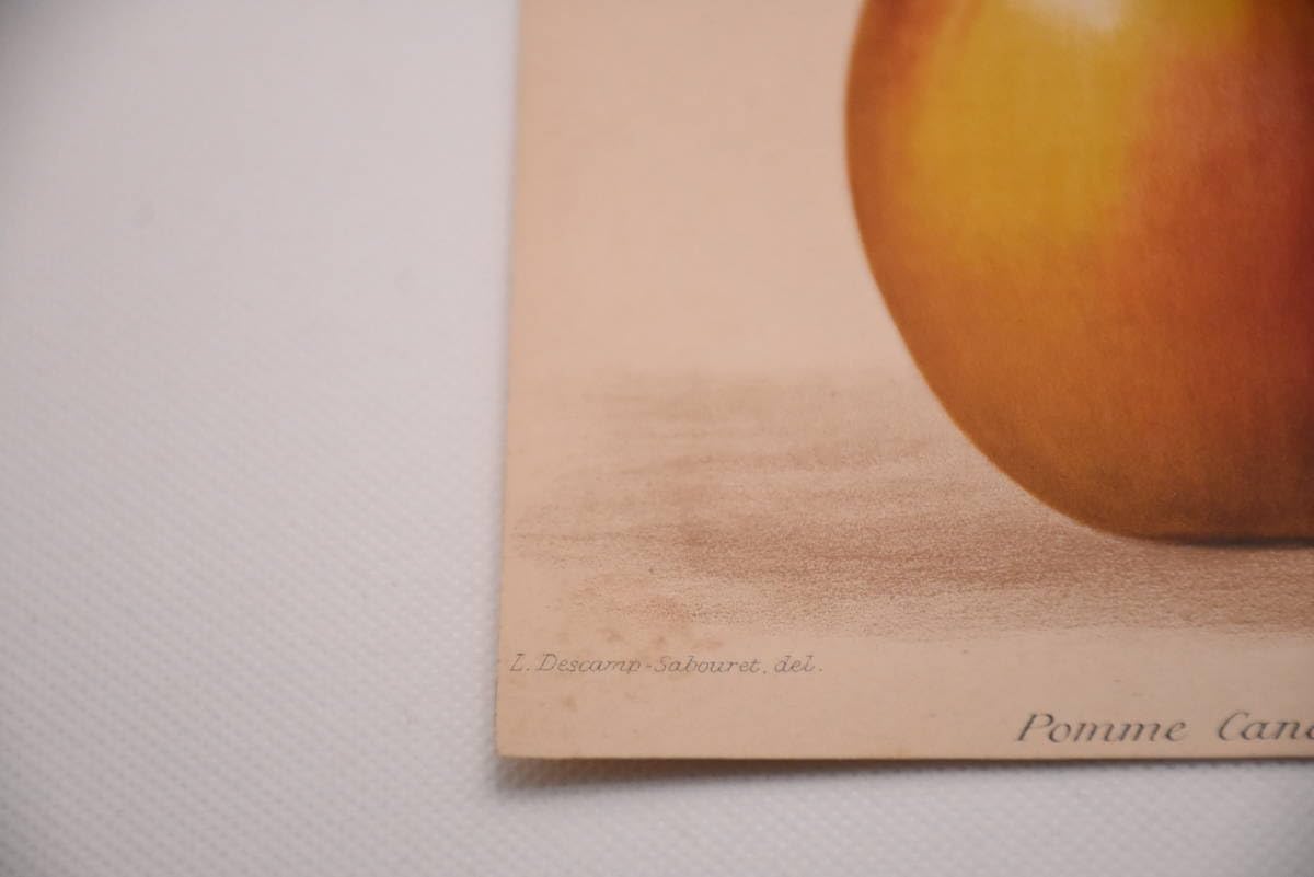 フランスアンティーク 博物画 植物画『Ponmpile/Pontederia/Pontonie